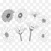 手绘波斯菊-空若网 手绘波斯菊-空若网