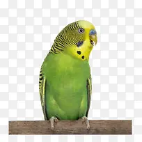 ��֦�ϵ�����-������