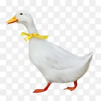 橙色蝴蝶结彩带装饰白色鹅-空若网 橙色蝴蝶结彩带装饰白色鹅-空若网