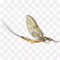 凤眼莲河试验石鱼白垩流-空若网 凤眼莲河试验石鱼白垩流-空若网