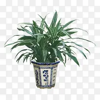 银边铁观赏树-空若网 银边铁观赏树-空若网