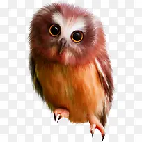 棕色可爱猫头鹰-空若网 棕色可爱猫头鹰-空若网