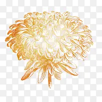 手绘菊花设计素材-空若网 手绘菊花设计素材-空若网