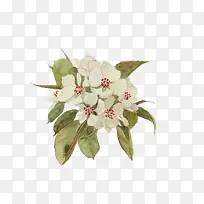 花卉手绘-空若网 花卉手绘-空若网