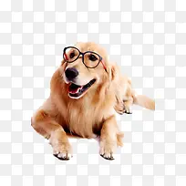 可爱拉布拉多狗-空若网 可爱拉布拉多狗-空若网