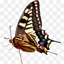 彩色纷飞蝴蝶标本-空若网 彩色纷飞蝴蝶标本-空若网