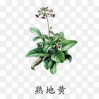 熟地黄免抠素材免费下载-空若网 熟地黄免抠素材免费下载-空若网