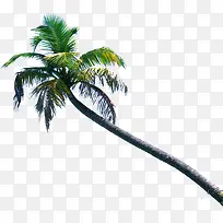 创意高清摄影海边的大树椰子树-空若网 创意高清摄影海边的大树椰子树-空若网