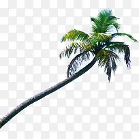 ������Ӱ��ɫ��Ҭ����-������