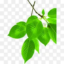 ��ɫ��Ҷ��֦����-������