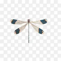 细小的蜻蜓-空若网 细小的蜻蜓-空若网