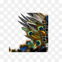 多彩孔雀羽毛-空若网 多彩孔雀羽毛-空若网