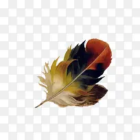 漂亮的彩色羽毛-空若网 漂亮的彩色羽毛-空若网
