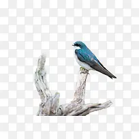 ����-������