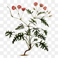 一个树枝-空若网 一个树枝-空若网