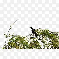 一只乌鸦站在树枝上-空若网 一只乌鸦站在树枝上-空若网