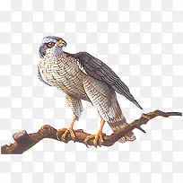 手绘鹰-空若网 手绘鹰-空若网