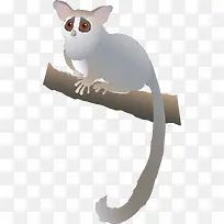 猫鼬-空若网 猫鼬-空若网