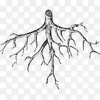 手绘树枝-空若网 手绘树枝-空若网