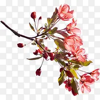 һ����֦-������