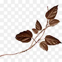 һ����֦-������