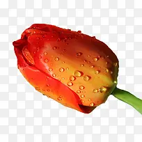 红色花骨朵-空若网 红色花骨朵-空若网