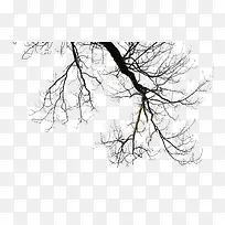 卡通手绘干枯的树枝-空若网 卡通手绘干枯的树枝-空若网