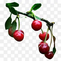 樱桃树枝图片-空若网 樱桃树枝图片-空若网