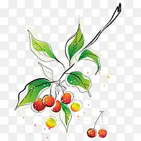 手绘樱桃树枝-空若网 手绘樱桃树枝-空若网