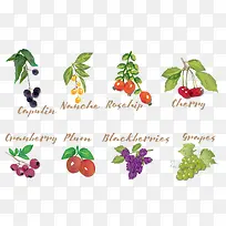 彩绘水果-空若网 彩绘水果-空若网