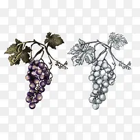 手绘葡萄-空若网 手绘葡萄-空若网