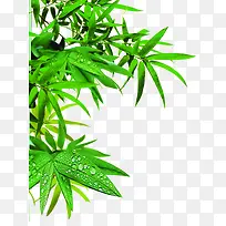 创意摄影春天的竹子-空若网 创意摄影春天的竹子-空若网