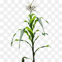 一株玉米树-空若网 一株玉米树-空若网
