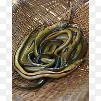 网兜死鳝鱼-空若网 网兜死鳝鱼-空若网