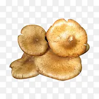 榛蘑食物图片素材-空若网 榛蘑食物图片素材-空若网