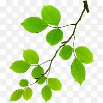 高清摄影绿色创意手绘树叶-空若网 高清摄影绿色创意手绘树叶-空若网