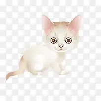 �ֻ���è����ز�-������