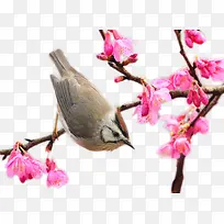 枝头小鸟-空若网 枝头小鸟-空若网