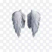 摄影剪贴画.天使翅膀-空若网 摄影剪贴画.天使翅膀-空若网