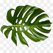 计算机软件叶多媒体融合-热带叶-空若网 计算机软件叶多媒体融合-热带叶-空若网