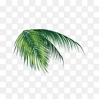 树叶-空若网 树叶-空若网