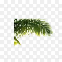 树枝-空若网 树枝-空若网