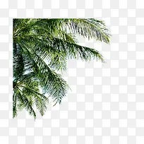 树叶-空若网 树叶-空若网