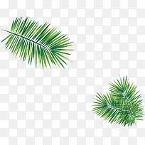 精美椰树树枝-空若网 精美椰树树枝-空若网