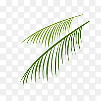 椰树树枝-空若网 椰树树枝-空若网