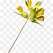 黄玉兰花枝-空若网 黄玉兰花枝-空若网