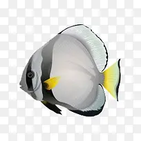 卡通手绘卡通海鱼漫画-空若网 卡通手绘卡通海鱼漫画-空若网