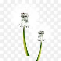 ������Ӱ����İ�ɫ�ѹ�Ӣ-������