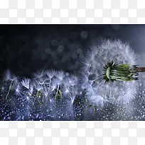 白色的自由蒲公英-空若网 白色的自由蒲公英-空若网