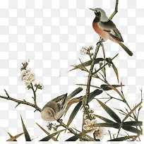 小鸟-空若网 小鸟-空若网